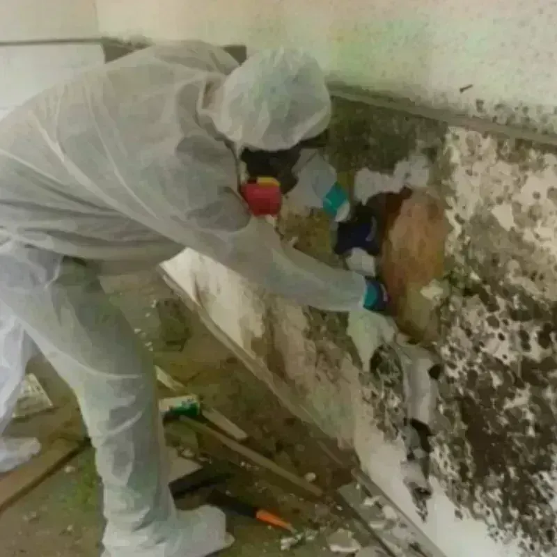 Mold Remediation and Removal in Campbelltown, PA